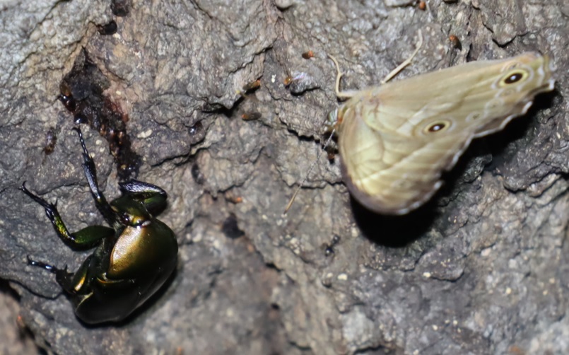 カナブン，ヒカゲチョウ_No．7のクヌギ_クワガタ達のオアシス _2023年6月16日19時25分気温23.3度